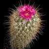 Gymnocactus_horripilus